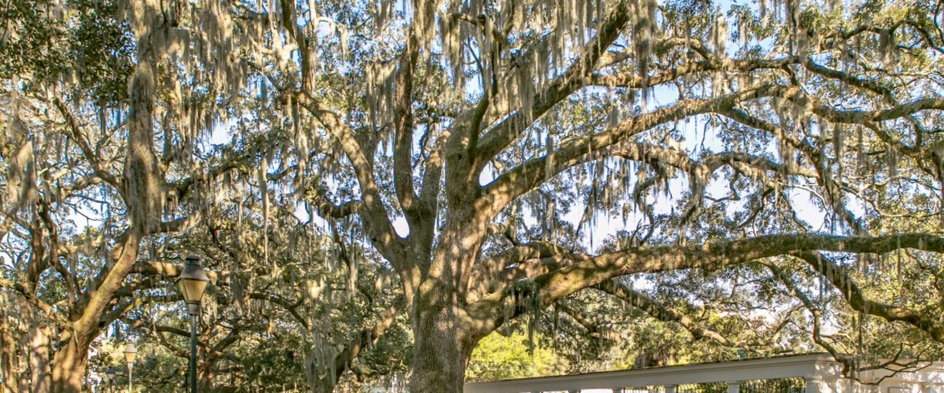 What is the best month to visit savannah