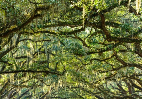 What are the best family-friendly activities in savannah georgia?